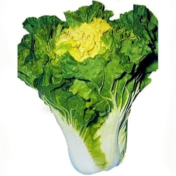 白菜 51w+OoAxCsL._UF350,350_QL80_.jpg